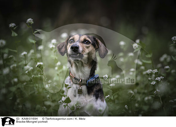 Bracken-Mischling Portrait / Bracke-Mongrel portrait / KAM-01694