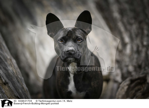 Basenji-Franzsische-Bulldogge-Mischling Portrait / Basenji-French-Bulldog-Mongrel portrait / KAM-01704
