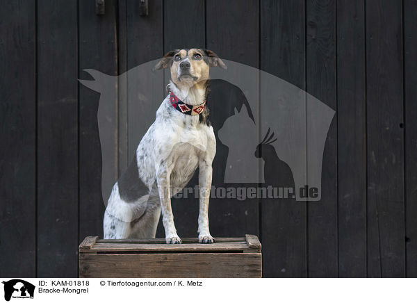 Bracken-Mischling / Bracke-Mongrel / KAM-01818