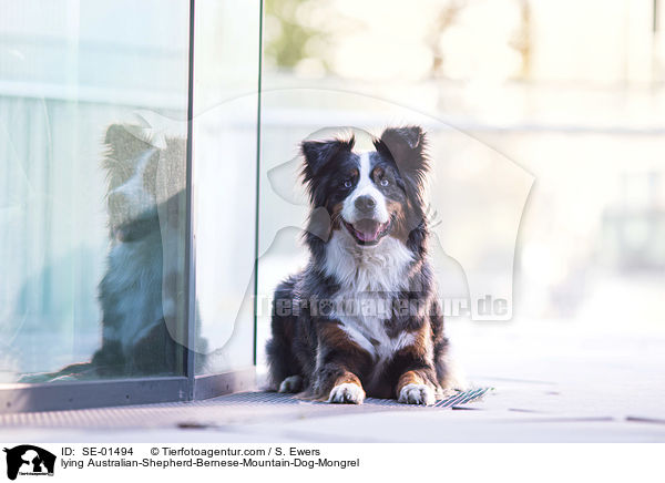 liegender Australian-Shepherd-Berner-Sennenhund-Mischling / lying Australian-Shepherd-Bernese-Mountain-Dog-Mongrel / SE-01494