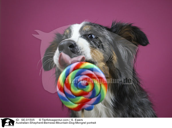 Australian-Shepherd-Berner-Sennenhund-Mischling Portrait / Australian-Shepherd-Bernese-Mountain-Dog-Mongrel portrait / SE-01505