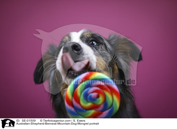 Australian-Shepherd-Berner-Sennenhund-Mischling Portrait / Australian-Shepherd-Bernese-Mountain-Dog-Mongrel portrait / SE-01509