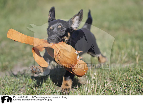 running Dachshund-Mongrel Puppy / KJ-02161
