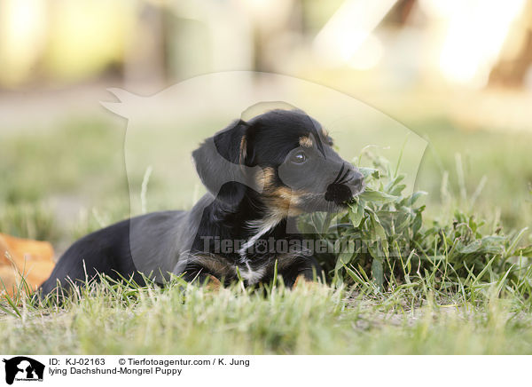 lying Dachshund-Mongrel Puppy / KJ-02163