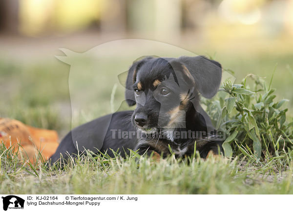 lying Dachshund-Mongrel Puppy / KJ-02164