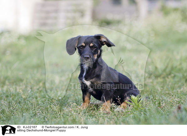 sitting Dachshund-Mongrel Puppy / KJ-02167