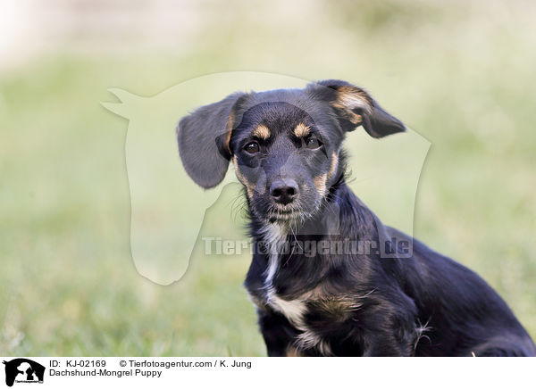 Dachshund-Mongrel Puppy / KJ-02169