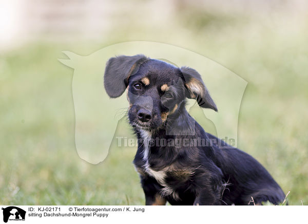sitting Dachshund-Mongrel Puppy / KJ-02171