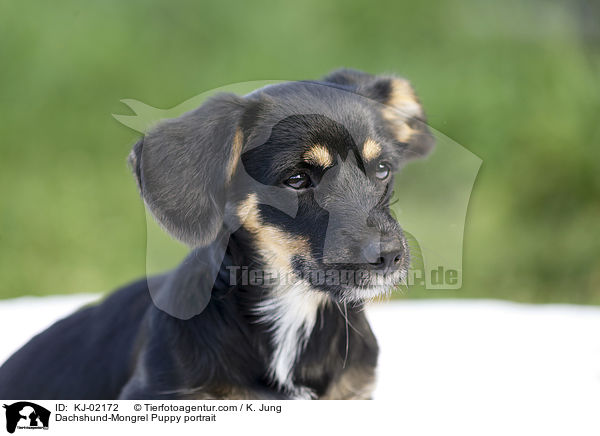 Dachshund-Mongrel Puppy portrait / KJ-02172