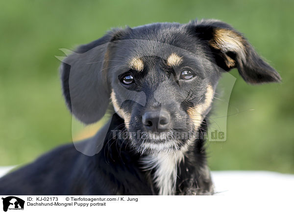 Dachshund-Mongrel Puppy portrait / KJ-02173