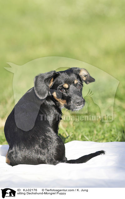 sitting Dachshund-Mongrel Puppy / KJ-02176