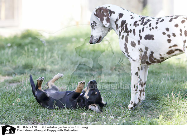 Dachshund-Mongrel Puppy with Dalmatian / KJ-02178