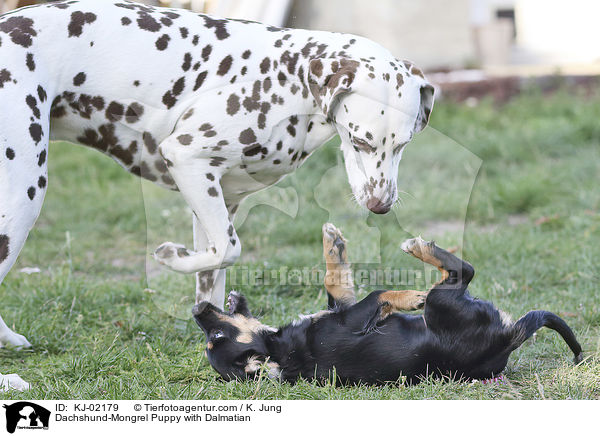 Dachshund-Mongrel Puppy with Dalmatian / KJ-02179