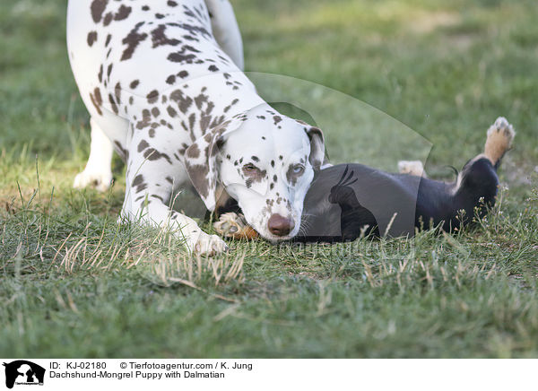 Dachshund-Mongrel Puppy with Dalmatian / KJ-02180
