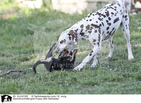 Dachshund-Mongrel Puppy with Dalmatian / KJ-02185