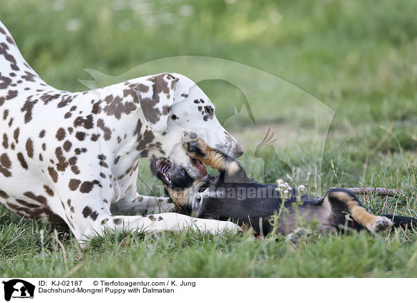 Dachshund-Mongrel Puppy with Dalmatian / KJ-02187