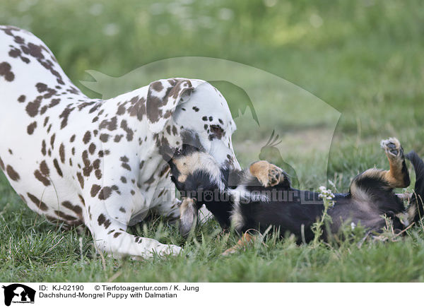 Dachshund-Mongrel Puppy with Dalmatian / KJ-02190