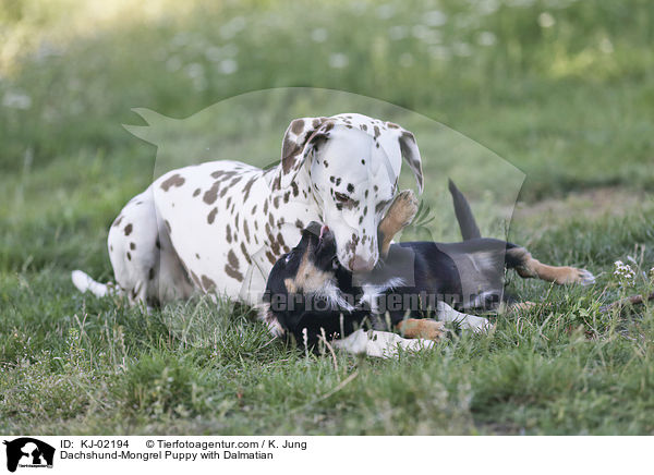 Dachshund-Mongrel Puppy with Dalmatian / KJ-02194