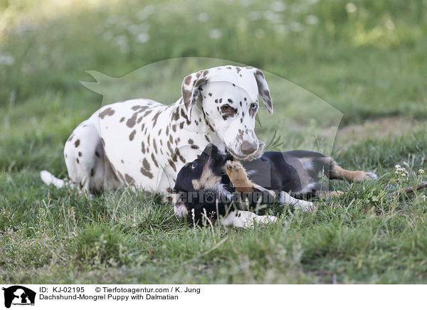 Dachshund-Mongrel Puppy with Dalmatian / KJ-02195