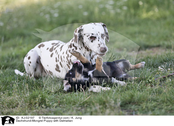 Dachshund-Mongrel Puppy with Dalmatian / KJ-02197