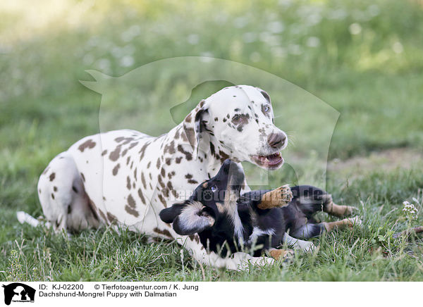 Dachshund-Mongrel Puppy with Dalmatian / KJ-02200