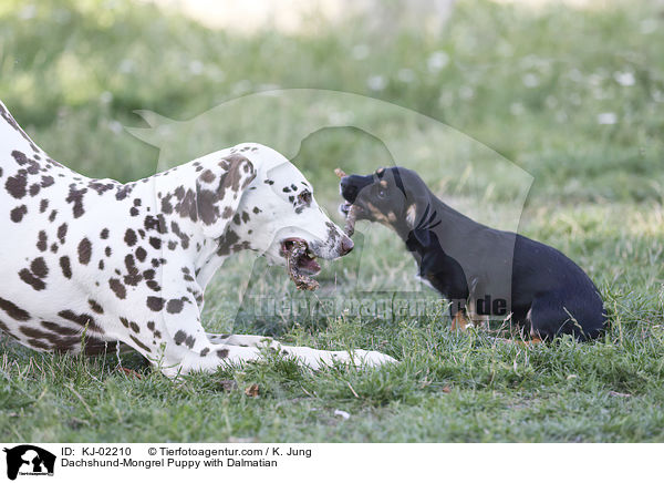 Dachshund-Mongrel Puppy with Dalmatian / KJ-02210