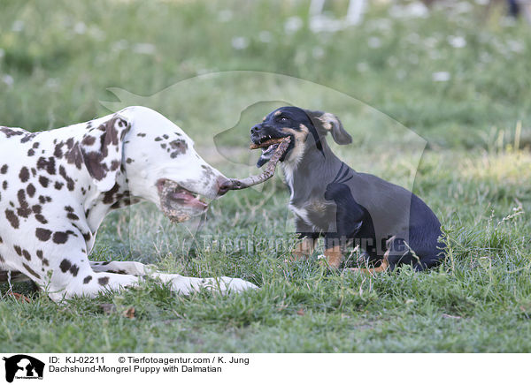 Dachshund-Mongrel Puppy with Dalmatian / KJ-02211