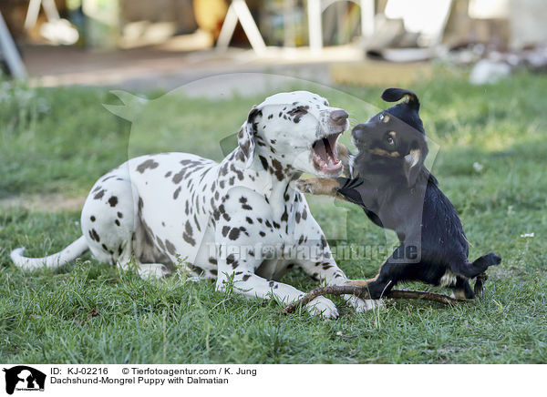 Dachshund-Mongrel Puppy with Dalmatian / KJ-02216