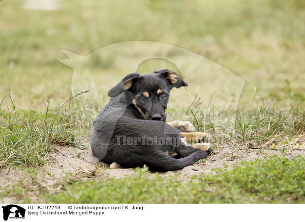 lying Dachshund-Mongrel Puppy / KJ-02219