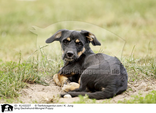 lying Dachshund-Mongrel Puppy / KJ-02227