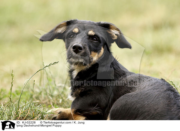 lying Dachshund-Mongrel Puppy / KJ-02228