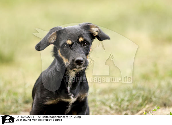 Dachshund-Mongrel Puppy portrait / KJ-02231