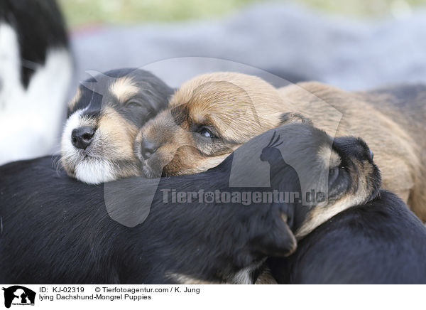 lying Dachshund-Mongrel Puppies / KJ-02319