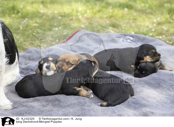 lying Dachshund-Mongrel Puppies / KJ-02320