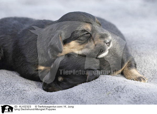 lying Dachshund-Mongrel Puppies / KJ-02323