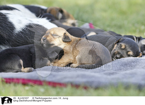 lying Dachshund-Mongrel Puppies / KJ-02337