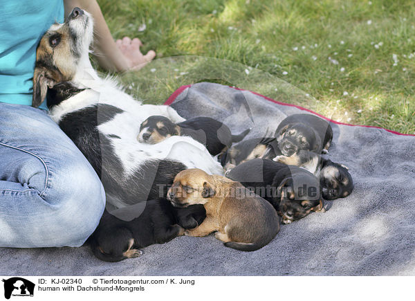 human with Dachshund-Mongrels / KJ-02340