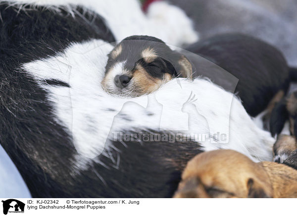 lying Dachshund-Mongrel Puppies / KJ-02342