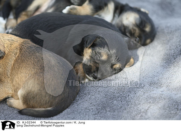 lying Dachshund-Mongrel Puppies / KJ-02344