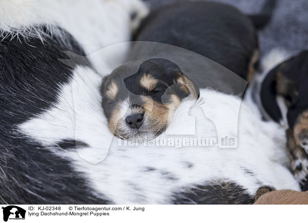 lying Dachshund-Mongrel Puppies / KJ-02348