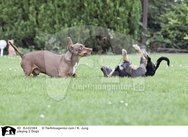 spielende 2 Hunde / playing 2 Dogs / KJ-02364