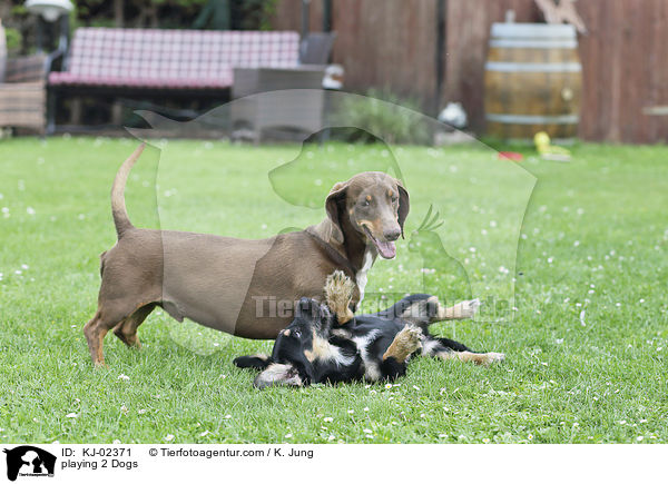 playing 2 Dogs / KJ-02371