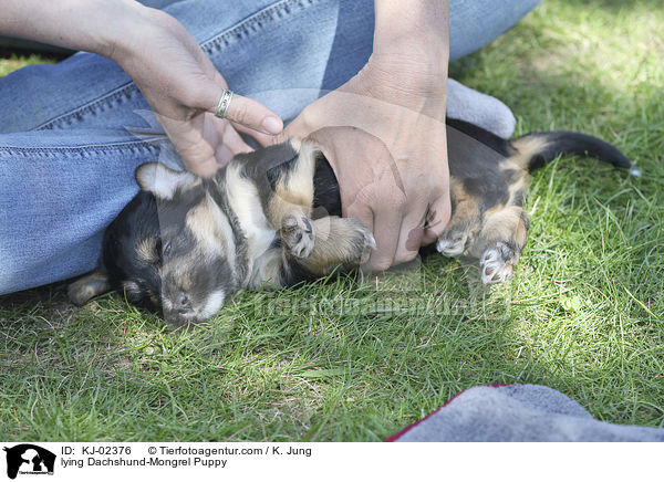 liegender Dackel-Mischling Welpe / lying Dachshund-Mongrel Puppy / KJ-02376