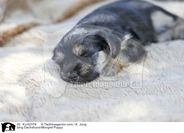 lying Dachshund-Mongrel Puppy / KJ-02378