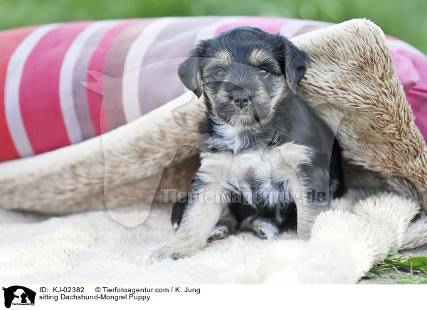 sitting Dachshund-Mongrel Puppy / KJ-02382