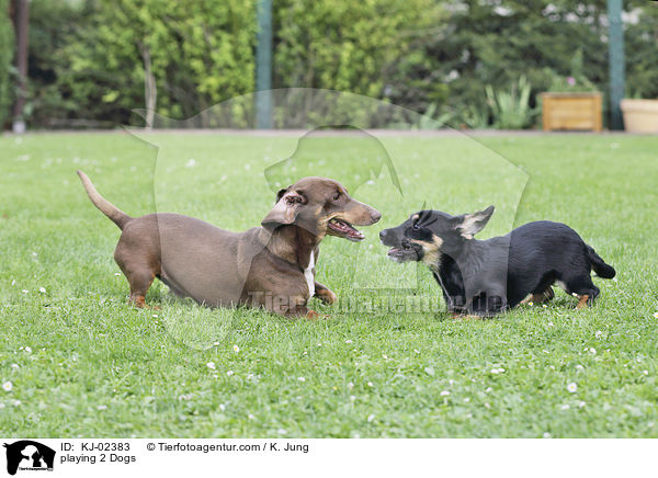 playing 2 Dogs / KJ-02383