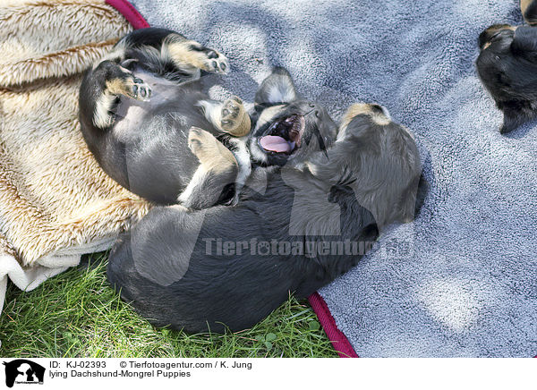 liegende Dackel-Mischling Welpen / lying Dachshund-Mongrel Puppies / KJ-02393
