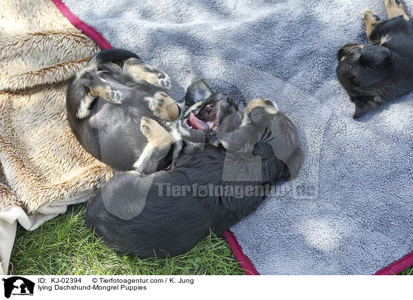 lying Dachshund-Mongrel Puppies / KJ-02394