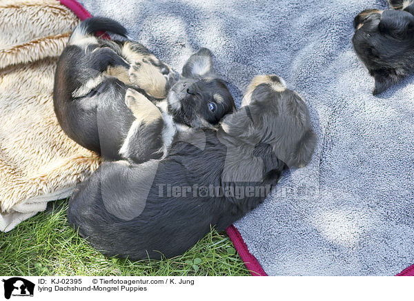 liegende Dackel-Mischling Welpen / lying Dachshund-Mongrel Puppies / KJ-02395