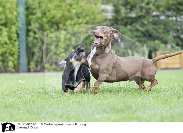 playing 2 Dogs / KJ-02396